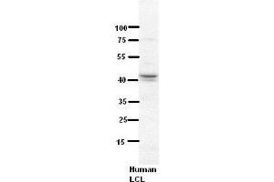 Image no. 3 for anti-NADH Dehydrogenase (Ubiquinone) Flavoprotein 3, 10kDa (NDUFV3) (Middle Region) antibody (ABIN2782353)