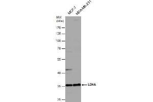 Image no. 1 for anti-Lactate Dehydrogenase A (LDHA) (Center) antibody (ABIN2855034)