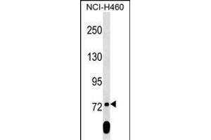 SCML2 Antibody (Center) (ABIN1538338 and ABIN2849362) western blot analysis in NCI- cell line lysates (35 μg/lane).