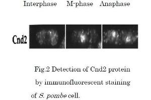 Immunofluorescence (IF) image for anti-Condensin, Non-SMC Subunit Cnd2 (CND2) antibody (ABIN2451943)