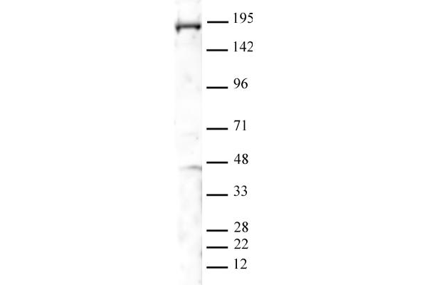 Polybromo 1 antibody  (N-Term)