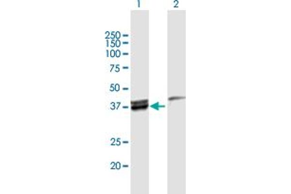 MECR antibody  (AA 1-373)