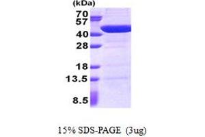 Image no. 1 for UBX Domain Protein 2B (UBXN2B) (AA 1-331) protein (His tag) (ABIN5853030)