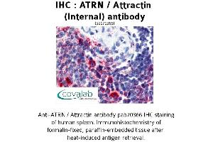 Image no. 1 for anti-Attractin (ATRN) (Internal Region) antibody (ABIN1732096)