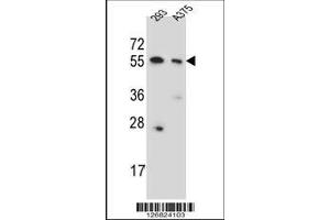 Image no. 1 for anti-Copine VIII (CPNE8) (AA 73-101), (N-Term) antibody (ABIN651529)