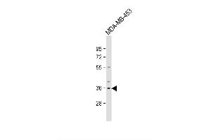 Image no. 2 for anti-Olfactory Receptor, Family 51, Subfamily Q, Member 1 (OR51Q1) (AA 34-62), (N-Term) antibody (ABIN656253)
