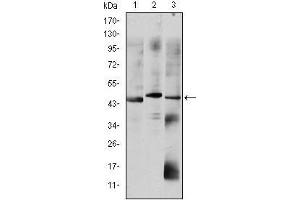 Image no. 5 for anti-Orthodenticle Homeobox 2 (OTX2) antibody (ABIN969332)