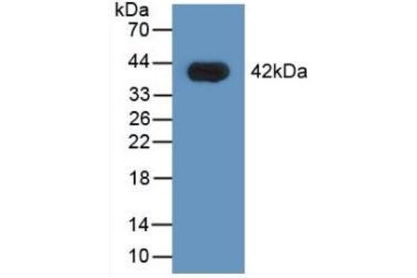 HNRNPA1 Antikörper  (AA 2-372)