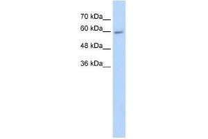 Image no. 1 for anti-Cytochrome P450, Family 4, Subfamily F, Polypeptide 11 (CYP4F11) (N-Term) antibody (ABIN630445)