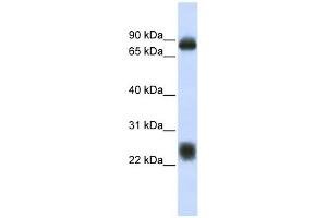 Image no. 1 for anti-Tetraspanin 8 (TSPAN8) (Middle Region) antibody (ABIN635820)