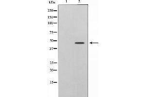Image no. 1 for anti-Caspase 9, Apoptosis-Related Cysteine Peptidase (CASP9) (pThr125) antibody (ABIN6256471)