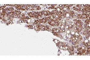 Image no. 2 for anti-Protein tyrosine Phosphatase, Receptor Type, O (PTPRO) antibody (ABIN6264524)