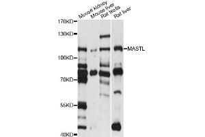 Image no. 1 for anti-Microtubule Associated serine/threonine Kinase-Like (MASTL) antibody (ABIN6293357)
