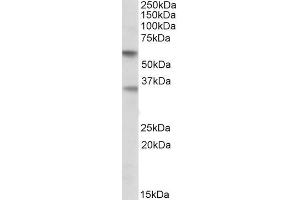 Image no. 1 for anti-Sialic Acid Binding Ig-Like Lectin 6 (SIGLEC6) (Internal Region) antibody (ABIN571214)