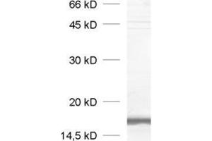 Image no. 2 for anti-Vesicle-Associated Membrane Protein 2 (Synaptobrevin 2) (VAMP2) (AA 2-17) antibody (ABIN1742194)