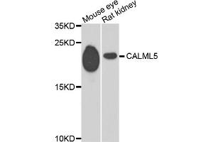 Image no. 1 for anti-Calmodulin-Like 5 (CALML5) antibody (ABIN3046152)