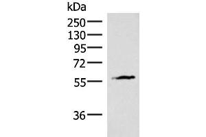 INSM2 antibody