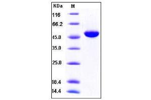 Image no. 1 for Interferon, alpha 4 (IFNa4) (AA 23-189), (Mature) (Active) protein (Fc Tag) (ABIN2002603)