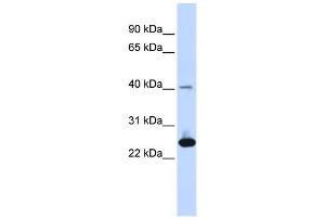 Image no. 1 for anti-Selenoprotein S (SELS) (Middle Region) antibody (ABIN2783218)