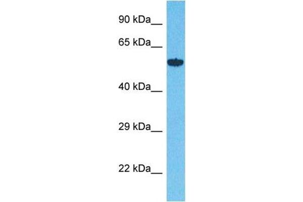 anti-Asparagine-Linked Glycosylation 12, alpha-1,6-Mannosyltransferase Homolog (ALG12) (N-Term) antibody