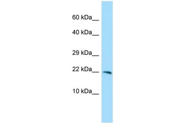 EOLA1 antibody  (C-Term)