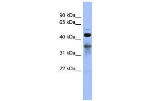 Image no. 2 for anti-RNA Binding Motif Protein 9 (RBM9) (Middle Region) antibody (ABIN2778756)