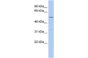 Image no. 1 for anti-F-Box Protein 15 (FBXO15) (N-Term) antibody (ABIN2785229)