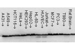 Image no. 5 for anti-Heat Shock 60kDa Protein 1 (Chaperonin) (HSPD1) antibody (Biotin) (ABIN2481438)