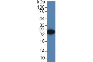 Image no. 3 for anti-Dickkopf-Like 1 (DKKL1) (AA 21-230) antibody (ABIN5013454)