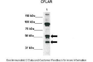 Image no. 4 for anti-CASP8 and FADD-Like Apoptosis Regulator (CFLAR) (N-Term) antibody (ABIN2792098)