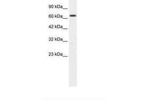 Image no. 1 for anti-Potassium Intermediate/small Conductance Calcium-Activated Channel, Subfamily N, Member 2 (KCNN2) (AA 443-492) antibody (ABIN203269)