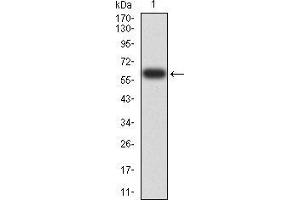 Image no. 2 for anti-Eukaryotic Translation Initiation Factor 5 (EIF5) (AA 1-300) antibody (ABIN5542314)