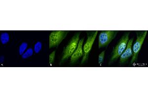 Image no. 1 for anti-Inhibitor of Growth Family, Member 1 (ING1) (N-Term) antibody (FITC) (ABIN2486912)