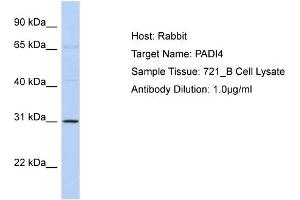 Image no. 1 for anti-Peptidyl Arginine Deiminase, Type IV (PADI4) (Middle Region) antibody (ABIN2785937)