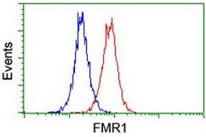 FMR1 antibody  (AA 36-279)