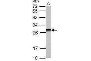 WB Image Sample (30 ug of whole cell lysate) A: NIH-3T3 12% SDS PAGE antibody diluted at 1:5000