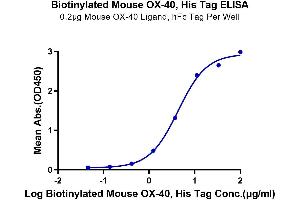 Immobilized Mouse OX40 Ligand, hFc Tag at 2 μg/mL (100 μL/Well) on the plate.