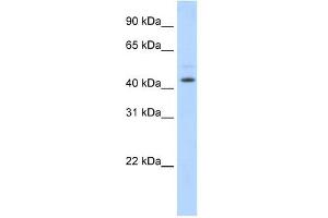 Image no. 2 for anti-Tumor Susceptibility Gene 101 (TSG101) (Middle Region) antibody (ABIN925845)