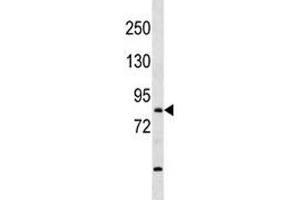 Image no. 1 for anti-T-Box Brain Gene 1 (TBR1) (AA 52-80) antibody (ABIN3029086)