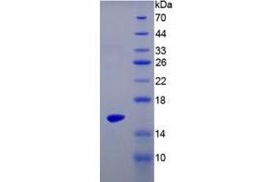 Image no. 1 for Interleukin 17 (IL17) (AA 22-158) protein (His tag) (ABIN6236561)