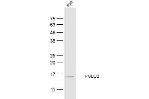 Image no. 1 for anti-Pterin-4 alpha-Carbinolamine Dehydratase/dimerization Cofactor of Hepatocyte Nuclear Factor 1 alpha (TCF1) 2 (PCBD2) (AA 31-130) antibody (ABIN5675707)
