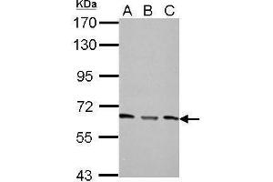 Image no. 1 for anti-Protein Phosphatase 2, Regulatory Subunit A, alpha (PPP2R1A) (Center) antibody (ABIN2855322)