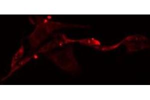 Image no. 2 for anti-Neuralized Homolog 2 (NEURL2) (Internal Region) antibody (ABIN6259124)