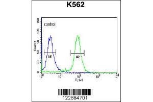 Image no. 2 for anti-Glycoprotein VI (Platelet) (GP6) (C-Term) antibody (ABIN2437815)