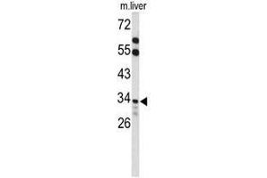 Image no. 2 for anti-Acyl-CoA Thioesterase 8 (ACOT8) (AA 290-319), (C-Term) antibody (ABIN950242)