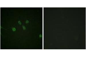 Image no. 1 for anti-MAD1 Mitotic Arrest Deficient-Like 1 (MAD1L1) (AA 394-443) antibody (ABIN2888895)