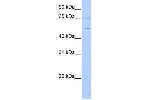 Image no. 1 for anti-Copine IV (CPNE4) (C-Term) antibody (ABIN630831)
