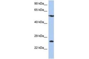 Image no. 1 for anti-Zinc Finger Protein 10 (ZNF10) (AA 107-156) antibody (ABIN6744401)