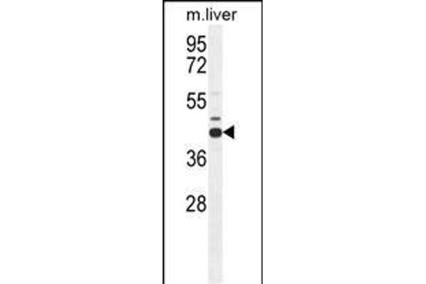 AHCY antibody  (N-Term)
