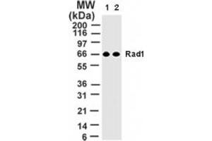 Image no. 1 for anti-Cell Cycle Checkpoint Protein RAD1 (RAD1) (AA 133-148) antibody (ABIN208512)